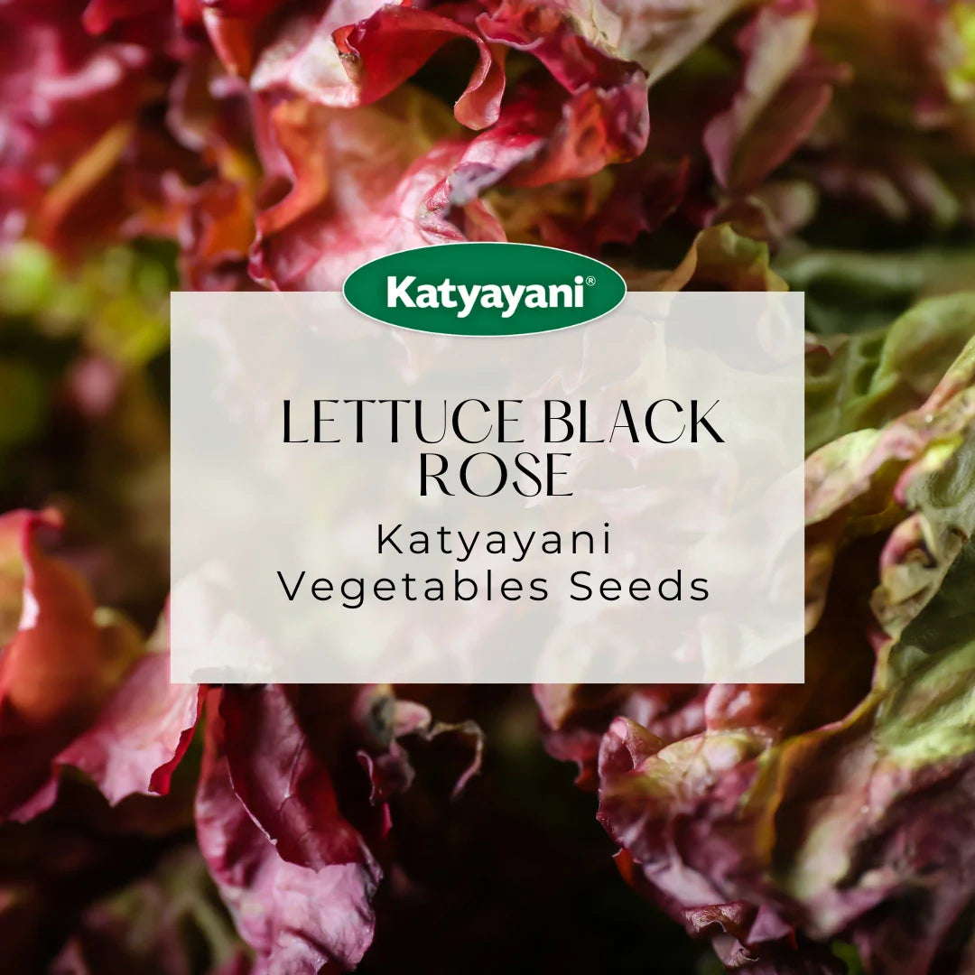 GGV Lettuce Black Rose Vegetable Seeds