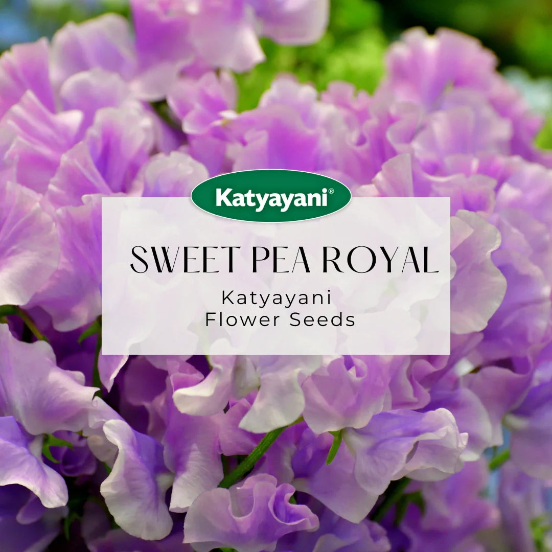 GGV Sweet Pea Royal Mix Flowering Seeds