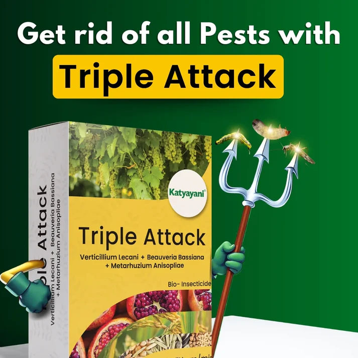 KATYAYANI TRIPLE ATTACK POWDER | VERTICILLIUM LECANII + BEAUVERIA BASSIANA + METARHIZIUM ANISOPLIAE | BIO PESTICIDE