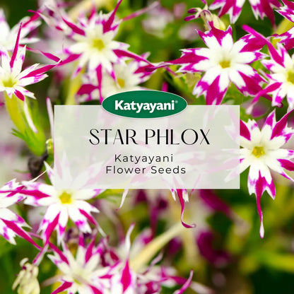 GGV Star Phlox Mix seed for Home Gardening in Canada | Organic & High Yield | Spring Planting Essential