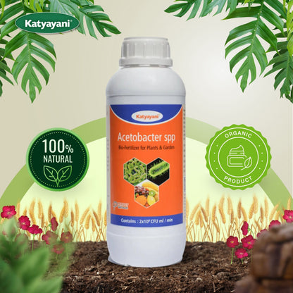 GGV Acetobacter Nitrogen Fixing -Bio fertilizer