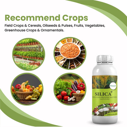 🌿 Buy 1, Get 2 Free – GGV SILICA+ | Bio-Fertilizer for Stronger Stems & Stress Tolerance Green Garden Vibes Canada