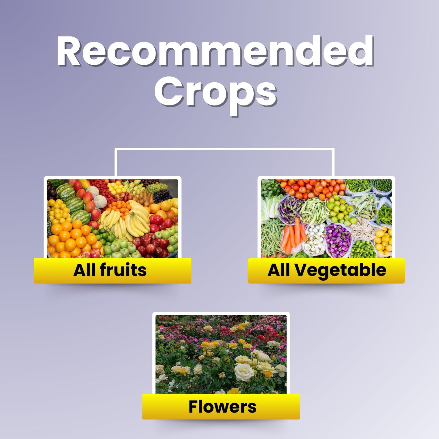 GGV Katyayani NPK 13-40-13 Fertilizer for Crop Growth | 100% Water Soluble Fertilizer