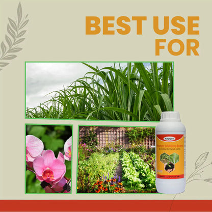 GGV Phosphate Solubilizing Bacteria Bio fertilizer Green Garden Vibes Canada