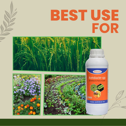 GGV Acetobacter Nitrogen Fixing -Bio fertilizer