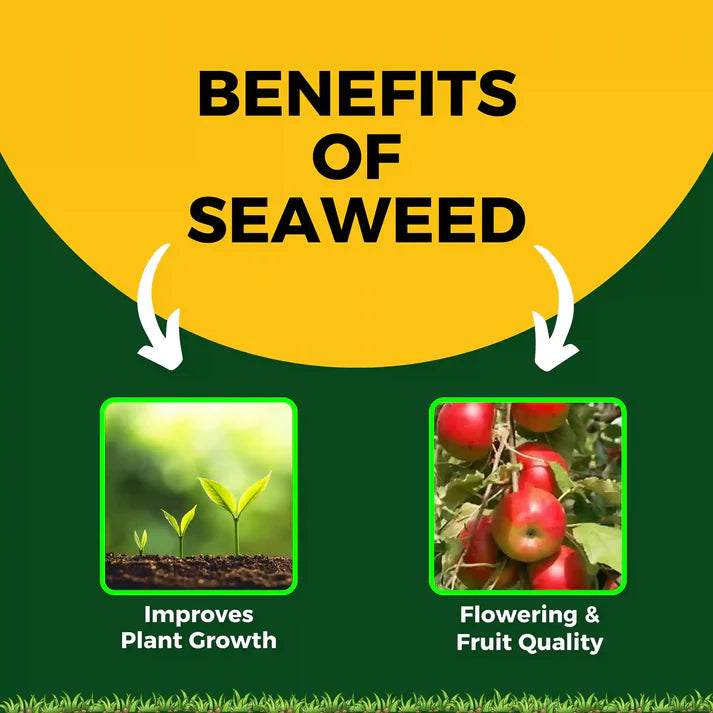 GGV Katyayani Seaweed Extract | Liquid Organic fertilizer | Increase Overall Growth