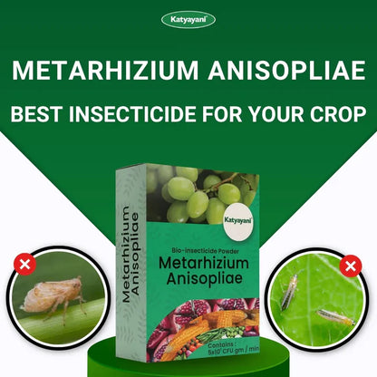 GGV Metarhizium Anisopliae Bio Insecticide Powder