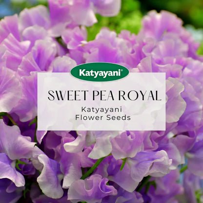 GGV Sweet Pea Royal Mix Flowering Seeds